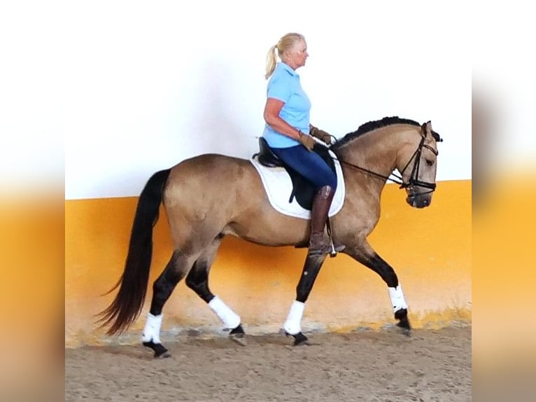 Lusitano Hengst 5 Jaar Buckskin in Aalsmeer