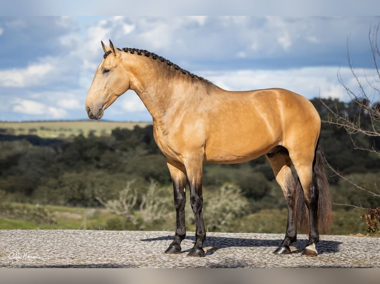 Lusitano Hengst 5 Jaar Falbe in Terrugem Elvas