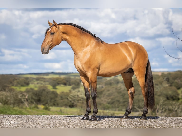 Lusitano Hengst 5 Jaar Falbe in Terrugem