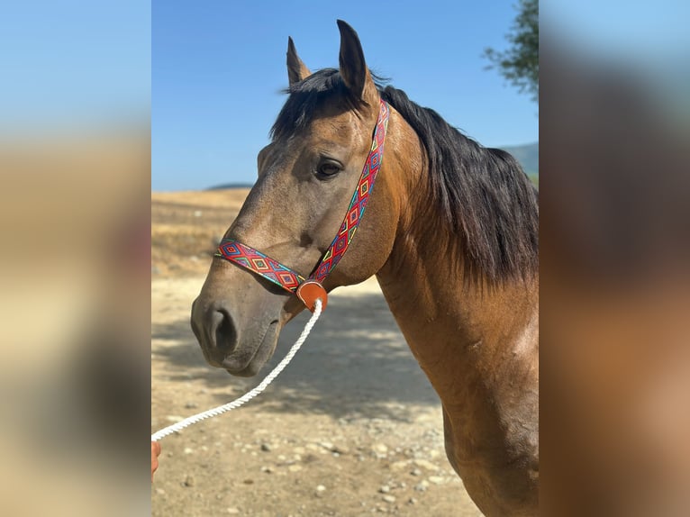 Lusitano Hengst 6 Jaar 155 cm Buckskin in Valencia