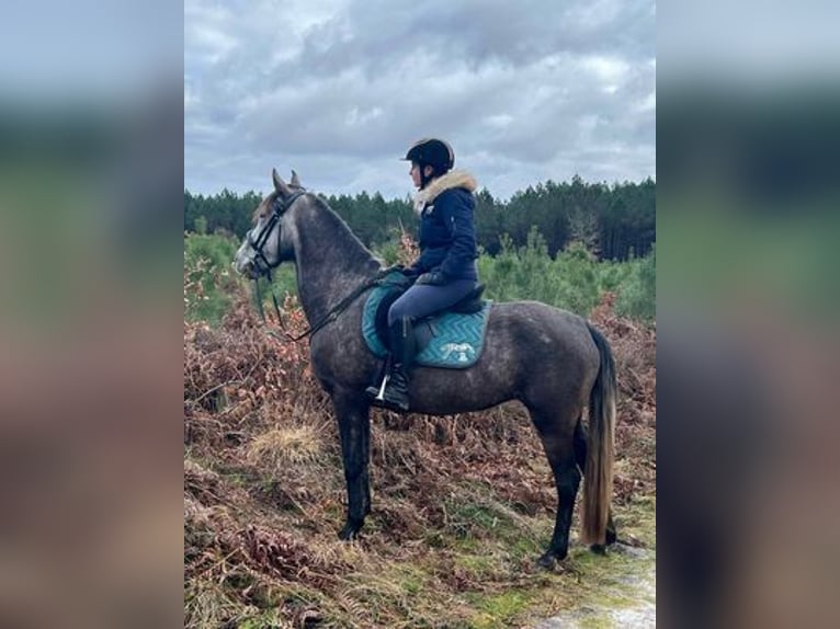 Lusitano Hengst 6 Jaar 160 cm Schimmel in CAPTIEUX