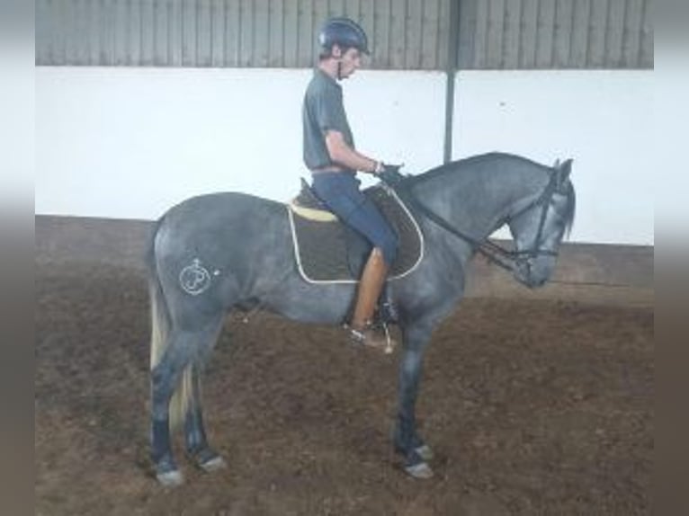 Lusitano Mix Hengst 6 Jaar 160 cm Schimmel in Lisboa, Portugal