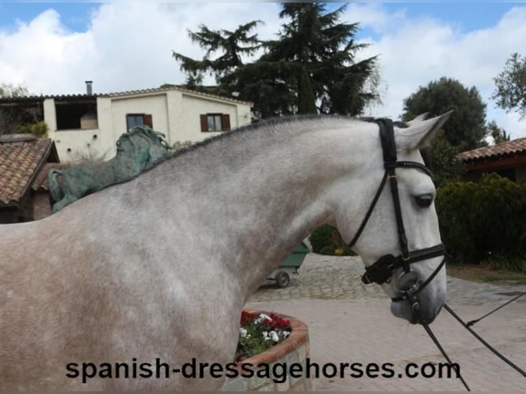 Lusitano Hengst 6 Jaar 162 cm Schimmel in Barcelona