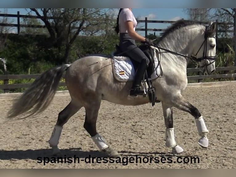 Lusitano Hengst 6 Jaar 162 cm Schimmel in Barcelona