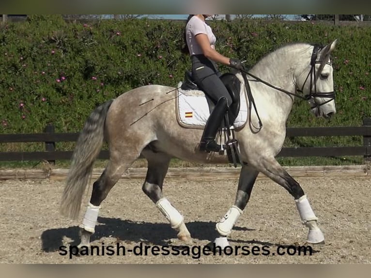 Lusitano Hengst 6 Jaar 162 cm Schimmel in Barcelona