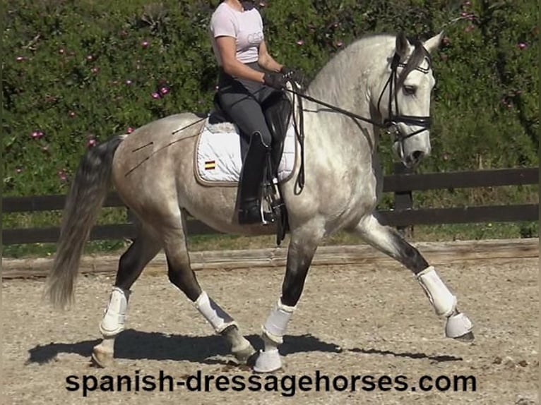 Lusitano Hengst 6 Jaar 162 cm Schimmel in Barcelona