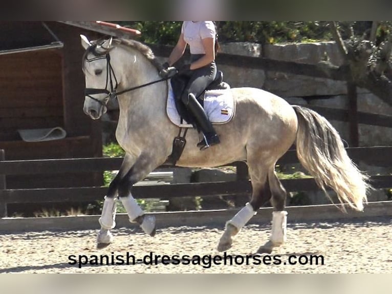 Lusitano Hengst 6 Jaar 162 cm Schimmel in Barcelona