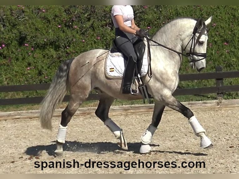 Lusitano Hengst 6 Jaar 162 cm Schimmel in Barcelona