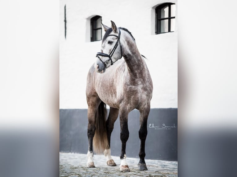 Lusitano Hengst 6 Jaar 162 cm Schimmel in Blankenberge