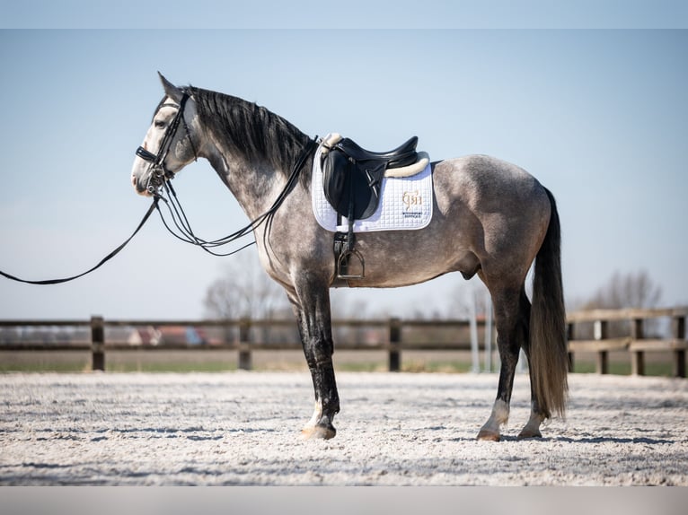Lusitano Hengst 6 Jaar 162 cm Schimmel in Blankenberge