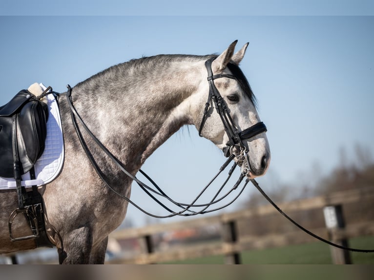 Lusitano Hengst 6 Jaar 162 cm Schimmel in Blankenberge