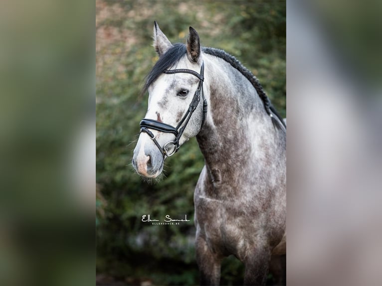 Lusitano Hengst 6 Jaar 162 cm Schimmel in Blankenberge