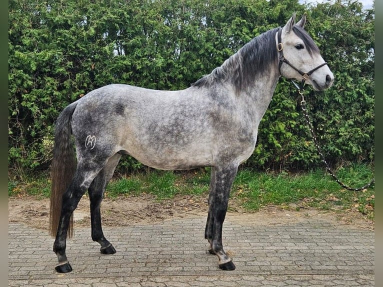 Lusitano Hengst 6 Jaar 163 cm Appelschimmel in Burgwedel