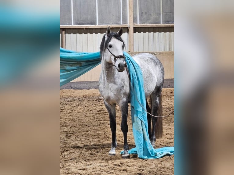 Lusitano Hengst 6 Jaar 163 cm Appelschimmel in Burgwedel