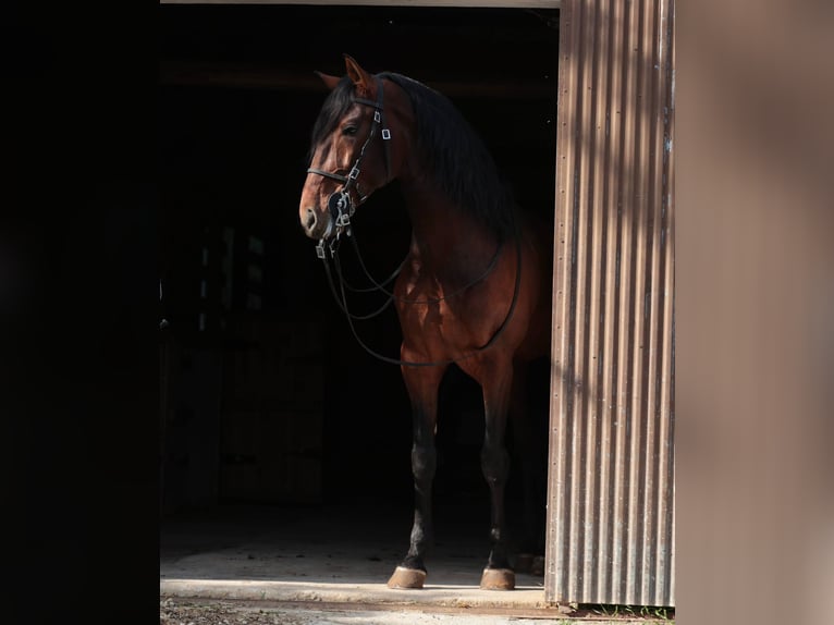 Lusitano Hengst 6 Jaar 163 cm Bruin in Rio Maior