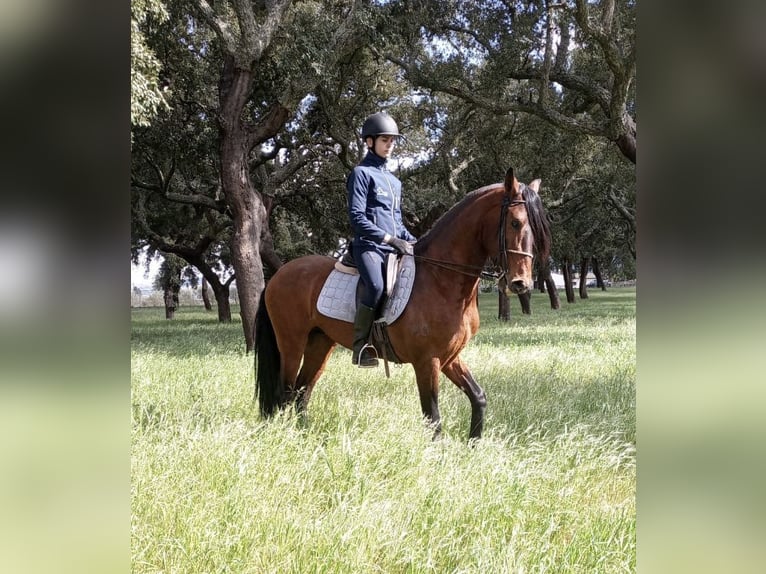 Lusitano Hengst 6 Jaar 163 cm Zwartbruin in FUNDAO