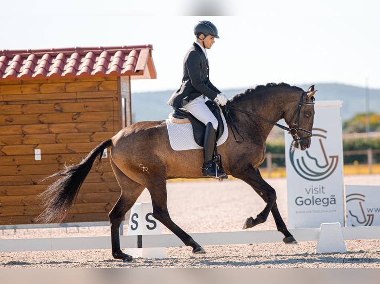 Lusitano Hengst 6 Jaar 164 cm Buckskin in Benavente