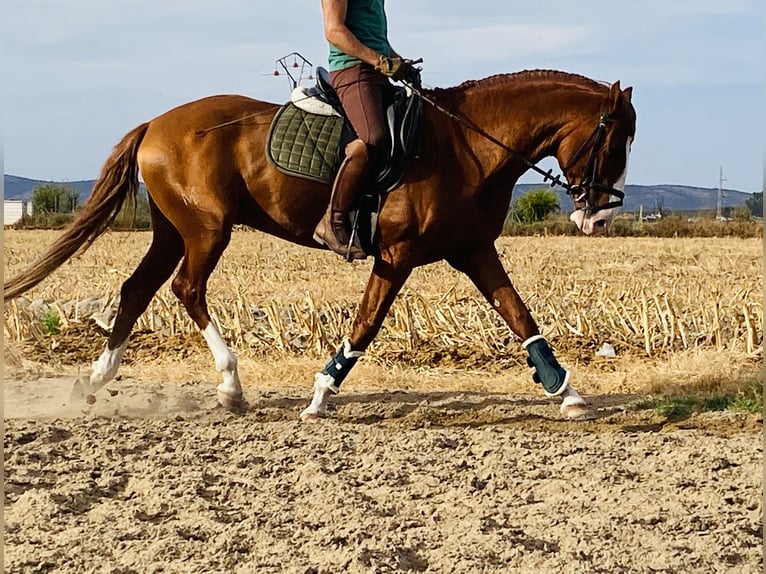 Lusitano Hengst 6 Jaar 164 cm Vos in Talarrubias