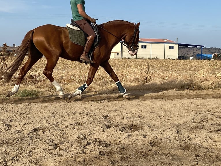 Lusitano Hengst 6 Jaar 164 cm Vos in Talarrubias