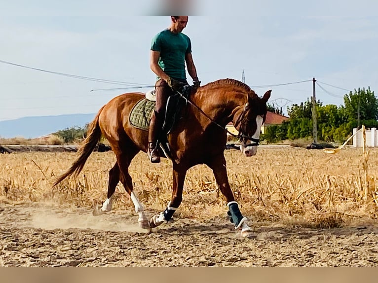 Lusitano Hengst 6 Jaar 164 cm Vos in Talarrubias