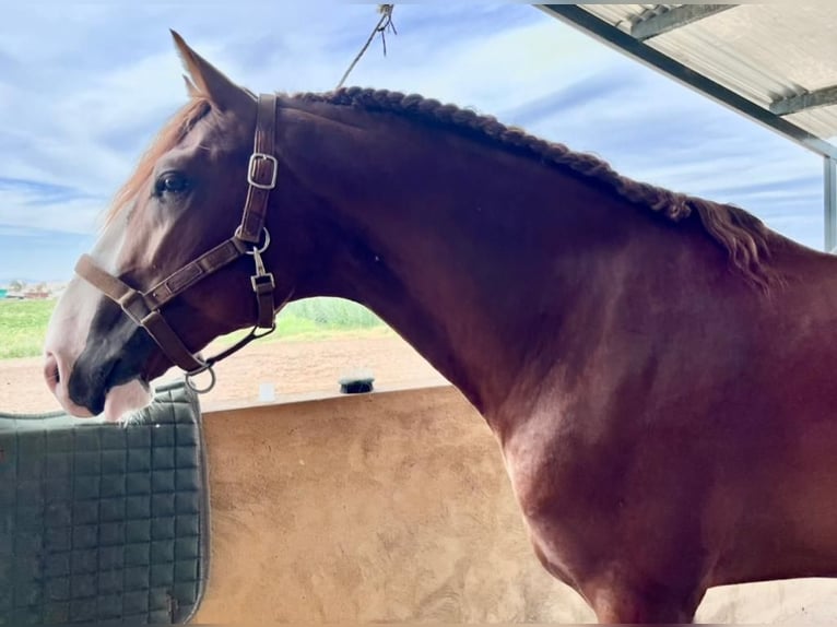 Lusitano Hengst 6 Jaar 164 cm Vos in Talarrubias