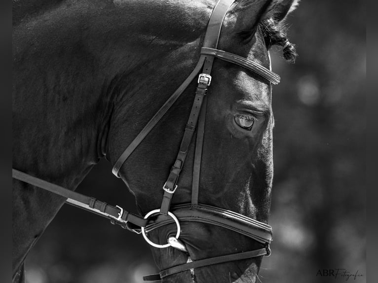 Lusitano Hengst 6 Jaar 164 cm Zwart in St. Estevao