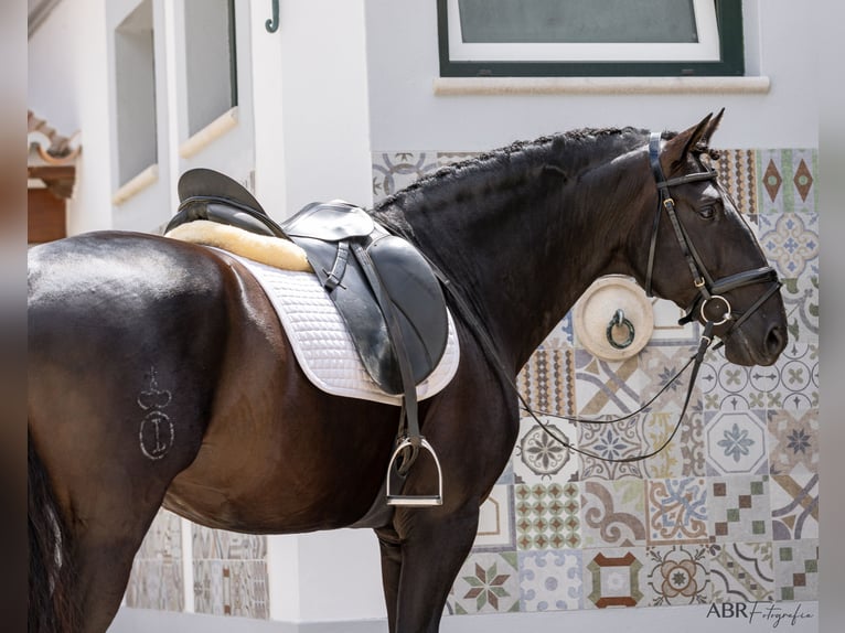 Lusitano Hengst 6 Jaar 164 cm Zwart in St. Estevao