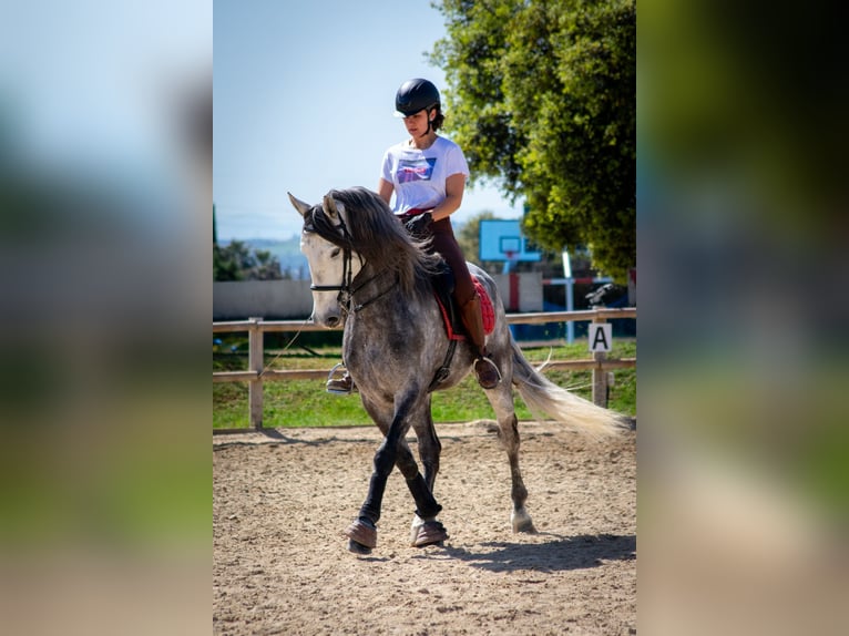 Lusitano Hengst 6 Jaar 166 cm Appelschimmel in Madrid