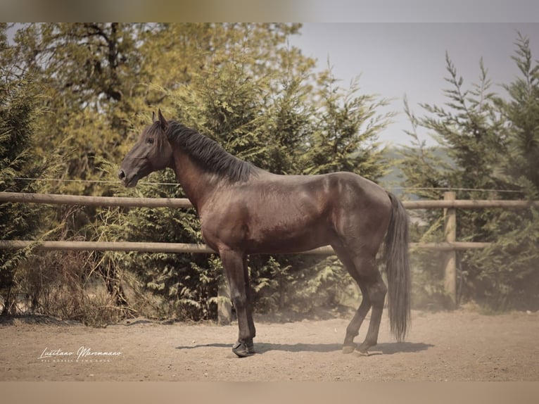 Lusitano Hengst 6 Jaar 166 cm Zwart in RIO MAIOR