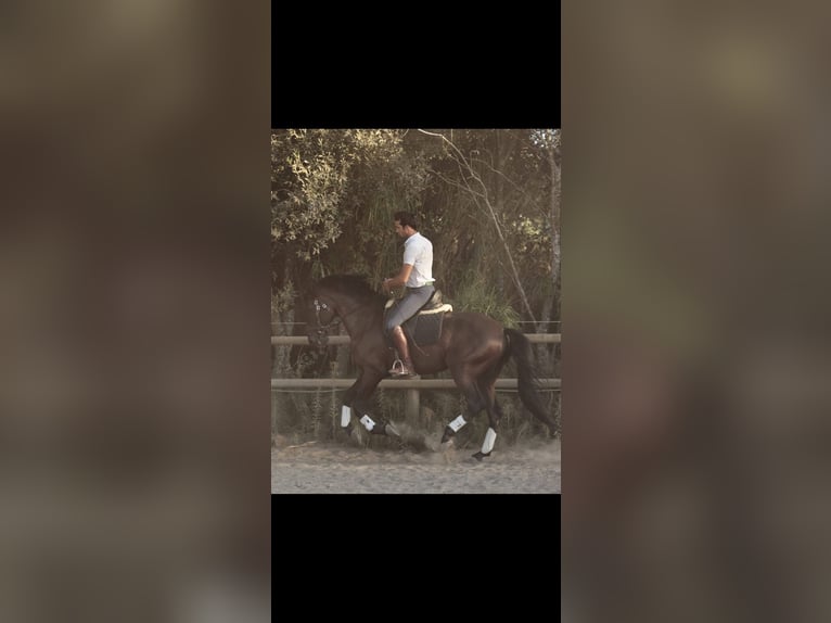 Lusitano Hengst 6 Jaar 166 cm Zwart in RIO MAIOR
