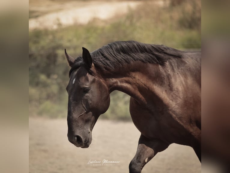 Lusitano Hengst 6 Jaar 166 cm Zwart in RIO MAIOR