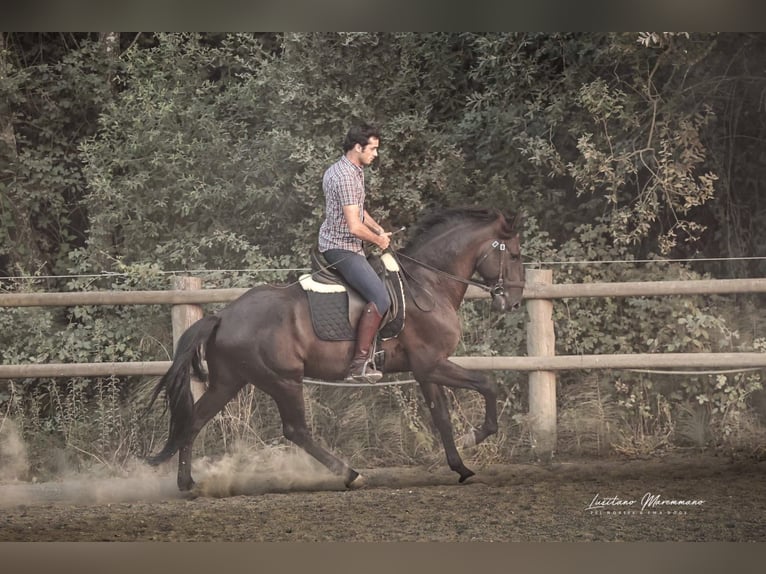 Lusitano Hengst 6 Jaar 166 cm Zwart in RIO MAIOR
