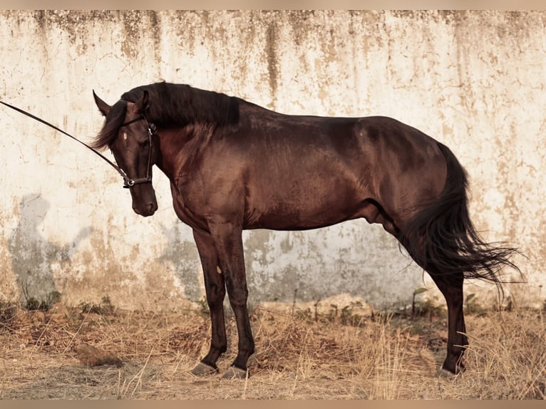 Lusitano Hengst 6 Jaar 166 cm Zwart in RIO MAIOR