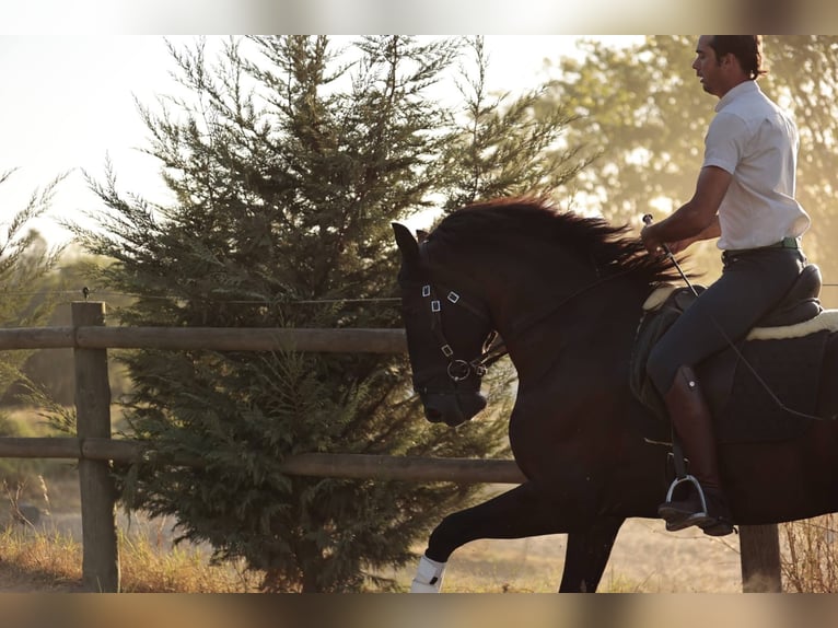 Lusitano Hengst 6 Jaar 166 cm Zwart in RIO MAIOR