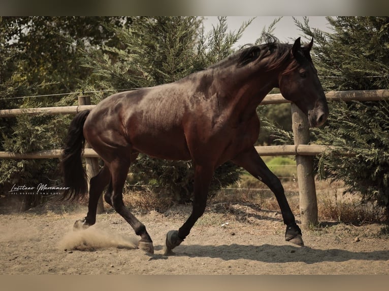 Lusitano Hengst 6 Jaar 166 cm Zwart in RIO MAIOR