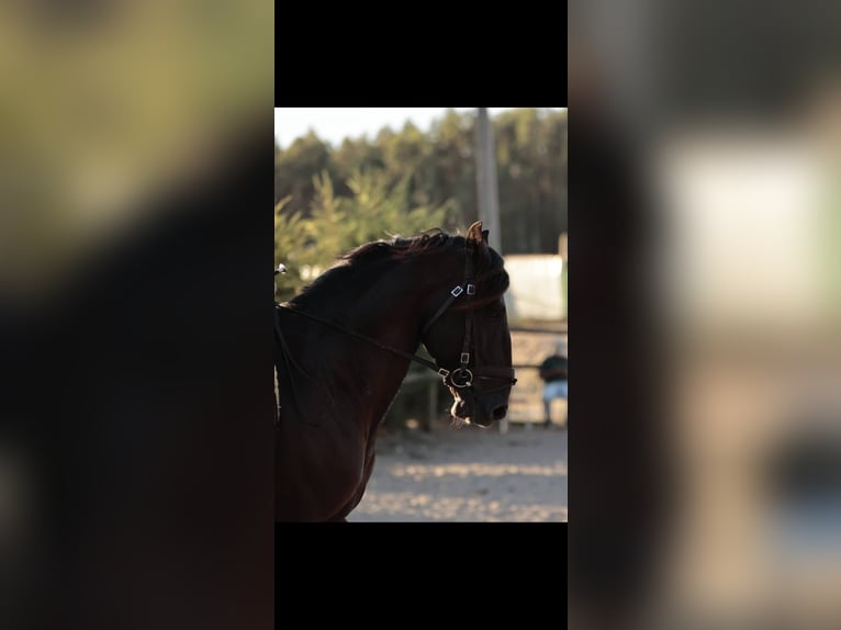 Lusitano Hengst 6 Jaar 166 cm Zwart in RIO MAIOR