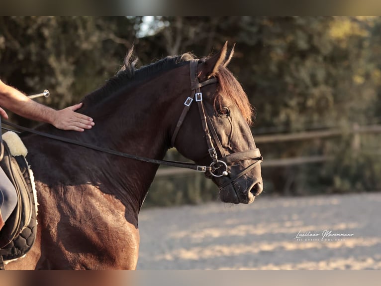 Lusitano Hengst 6 Jaar 166 cm Zwart in RIO MAIOR
