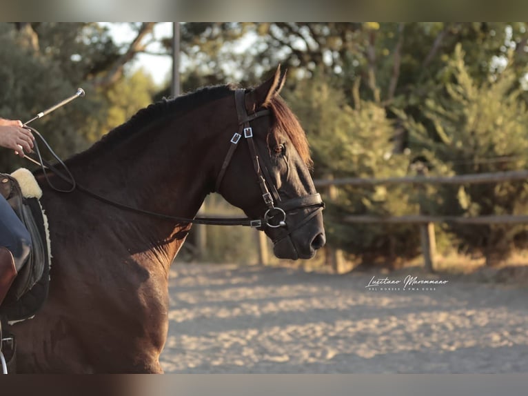 Lusitano Hengst 6 Jaar 166 cm Zwart in RIO MAIOR