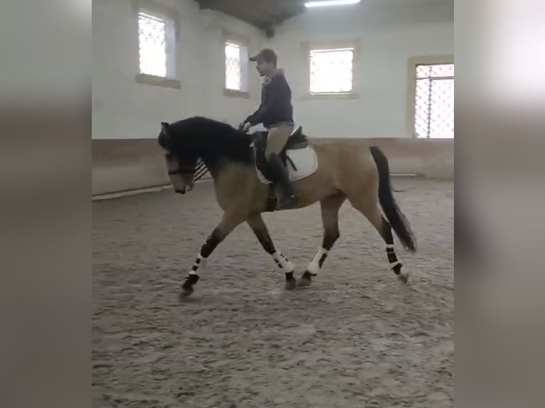 Lusitano Hengst 6 Jaar 167 cm Falbe in TROFA