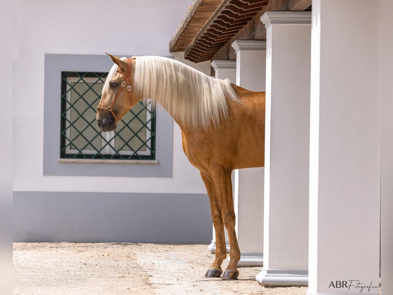 Lusitano Hengst 6 Jaar 174 cm Palomino in St. Estevao