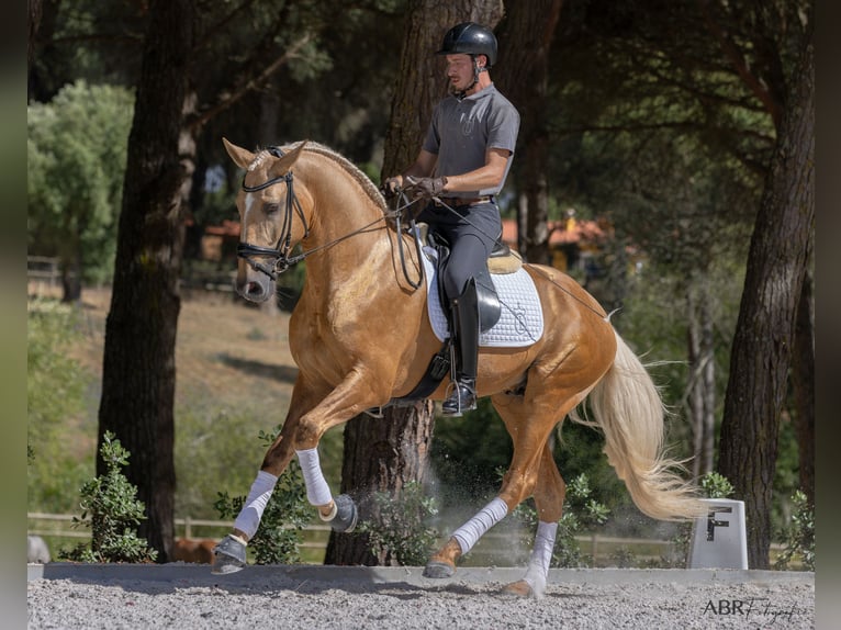 Lusitano Hengst 6 Jaar 174 cm Palomino in St. Estevao