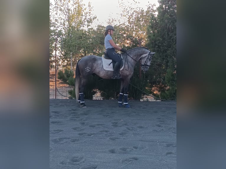 Lusitano Hengst 6 Jaar Schimmel in Badajoz