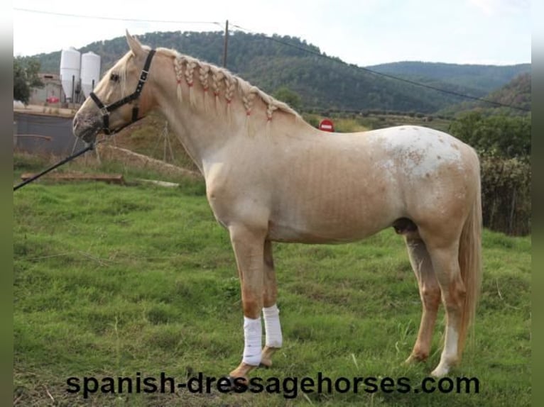 Lusitano Mix Hengst 7 Jaar 158 cm Palomino in Barcelona