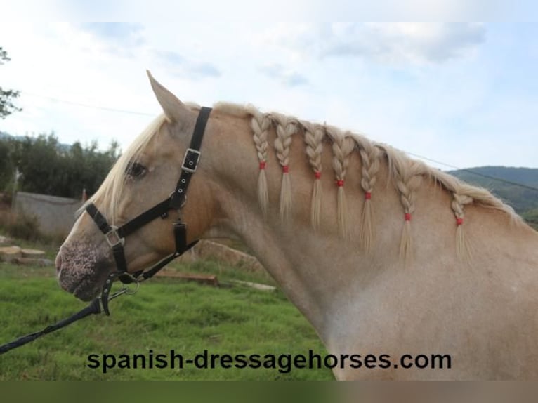 Lusitano Mix Hengst 7 Jaar 158 cm Palomino in Barcelona