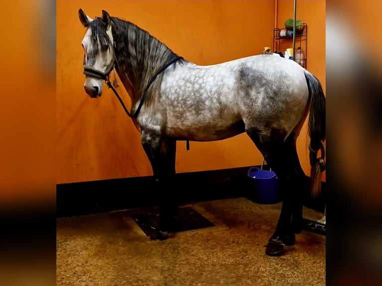 Lusitano Hengst 7 Jaar 158 cm Schimmel in Boofzheim