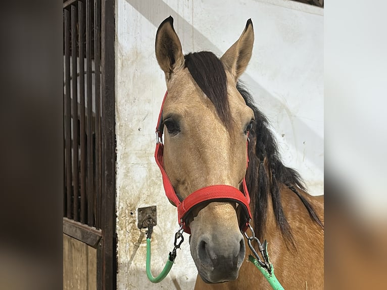 Lusitano Hengst 7 Jaar 160 cm Falbe in Palma del Rìo