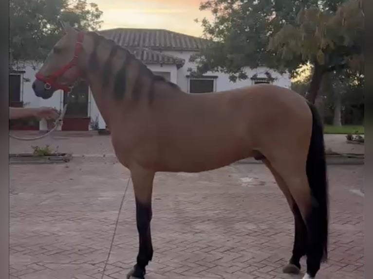 Lusitano Hengst 7 Jaar 160 cm Falbe in Palma del Rìo