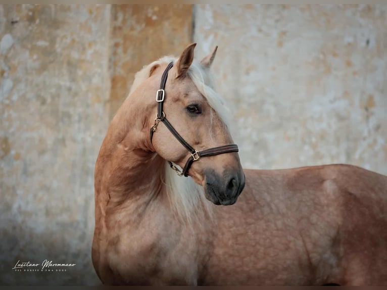 Lusitano Mix Hengst 7 Jaar 160 cm Palomino in Rio Maior