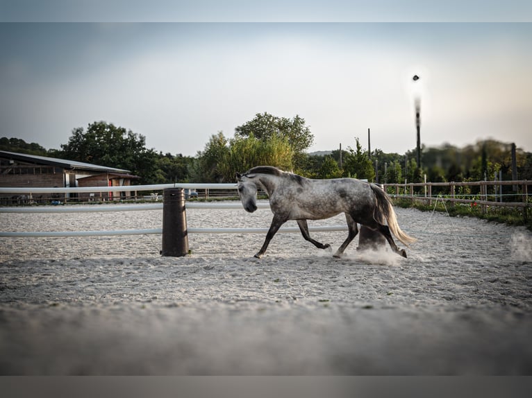 Lusitano Hengst 7 Jaar 162 cm Schimmel in Chavanod