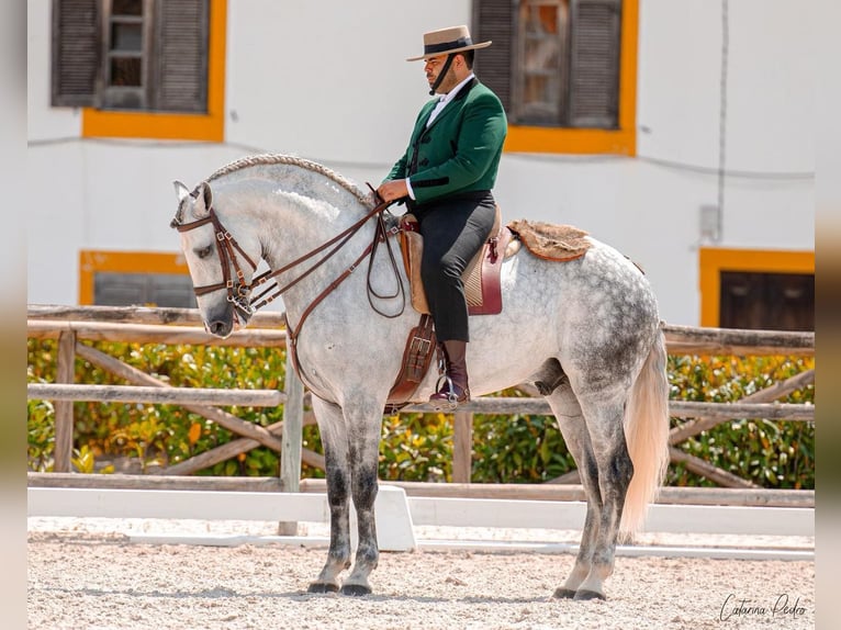 Lusitano Hengst 7 Jaar 163 cm Appelschimmel in Torres Vedras